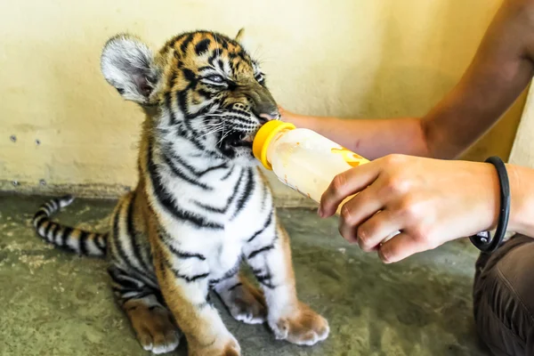 Baby tiger — Stock Photo, Image