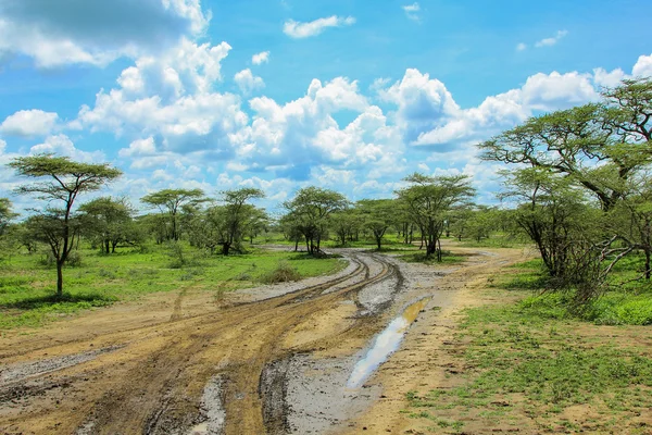 Serengeti roads — Stock Photo, Image