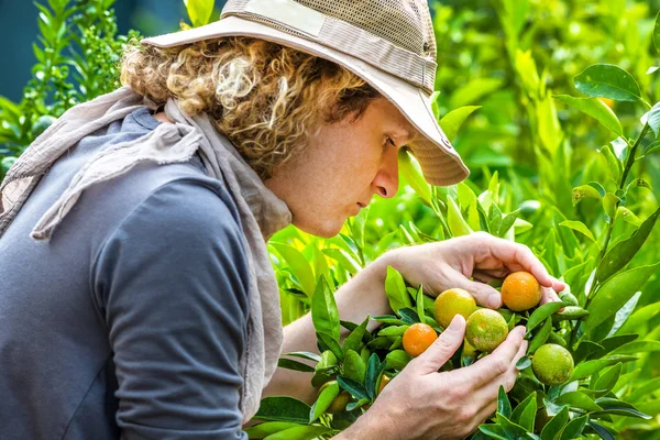 Farmer Checking Mandarinas — Foto de Stock
