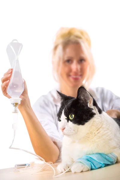 猫の治療 — ストック写真