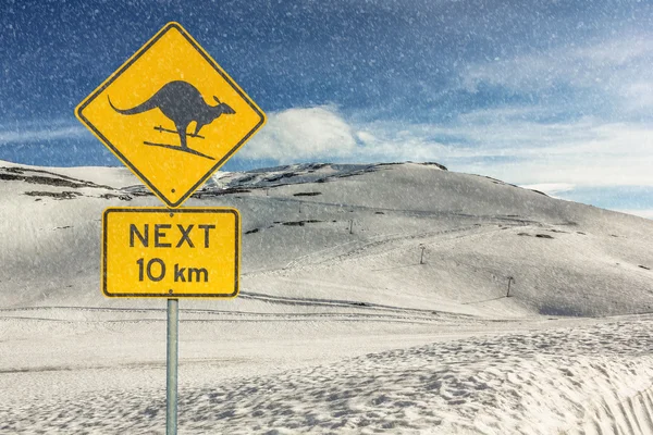 Kangaroo Skiing — Stock Photo, Image