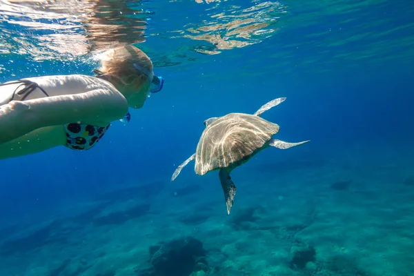 La tortuga marina — Foto de Stock