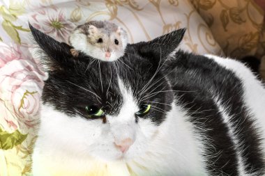 Hamster ve kedi