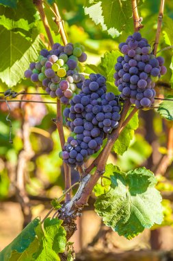 the Grapes fruit