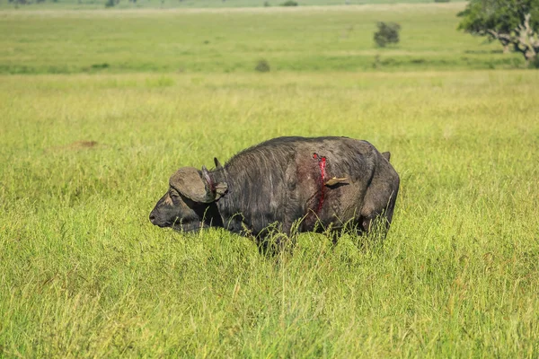 The injured buffalo — Zdjęcie stockowe