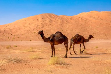 Umman 'ın Boş Çeyrek Çölü' nde Kara Deve sadece sert ortama dayanmakla kalmıyor aynı zamanda yavrusu ve yerel süt pazarı için besleyici süt üretme becerisiyle de sürprizlerle doludur..