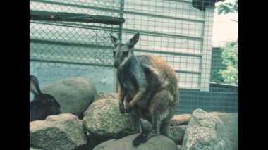 Brisbane, Queensland, Avustralya - 1984: Wallaby kayaların üzerinde duruyor ve bir tavşanla çevrili bir alanda önünü izliyor. Turistlerle parka atlayan kanguru. Brisbane 'de 1980' lerin klasik arşivi