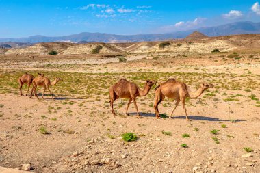 Kuru, çimenli bir çöl manzarasında yürüyen Dromedary develeri dalgalı tepeler ve açık mavi bir gökyüzü altında Salalah, Zhofar Valiliği, Mughsayl Sahili 'nde Umman kurak mevsimde.