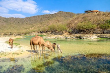 Develer ve yavruları, Taqah, Zufar ve Umman 'ın kurak dağlarında yuva yapmış hayati bir vaha olan Wadi Darbat' ın berrak ve sığ sularında ferahlatıcı su buluyorlar.
