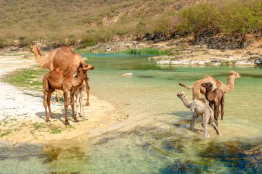 Develer ve yavruları, Vadi Darbat 'ın kurak arazisi olan Taqah' ta, Umman 'daki Zufar' da, bir çöl ortamında sığ ve berrak bir su deresinin kenarında toplanıyorlar.