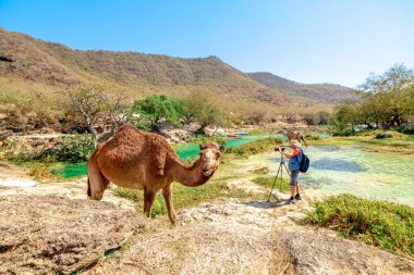 Turist, bir tripoda kamerayı yerleştirirken, Turkuaz Vadisi 'nin yanında duran deve, Taqah, Zufar ve Umman' daki Wadi Darbat 'ın doğal güzelliğini yakalıyor.
