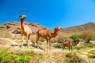 Wadi Darbat 'ın doğal manzarasını araştıran ve Umman' daki Zhofar bölgesinin çeşitli ekosistem ve yaban hayatına göz atan bir çocuk da dahil olmak üzere üç dromedary devesi.