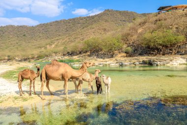 Develer ve yavruları, Taqah, Zufar ve Umman 'ın kurak dağlarında yuva yapmış hayati bir vaha olan Wadi Darbat' ın berrak ve sığ sularında ferahlatıcı su buluyorlar.
