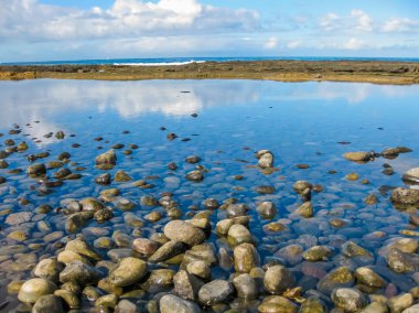 Tenerife Canary Sapin