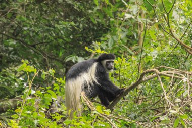 Colobus Monkey Tanzania