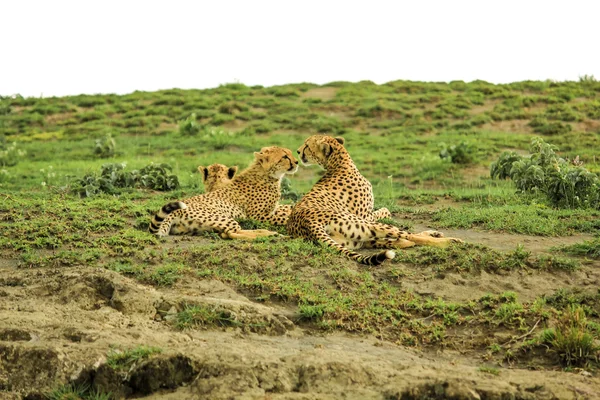 Tre ghepardi Africa — Foto Stock