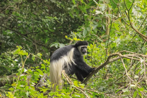 Colobus Monkey Tanzania — Stok fotoğraf
