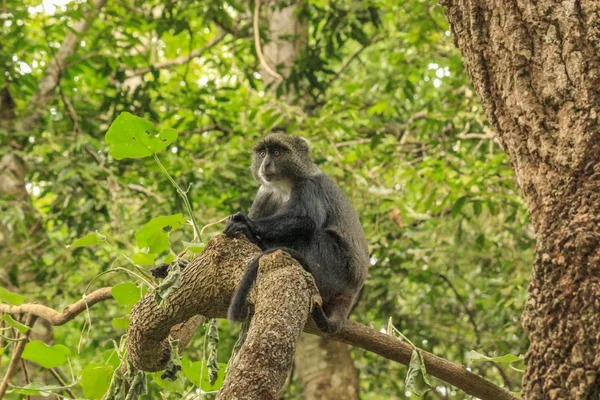 Baboon in Tanzania — Stock Photo, Image