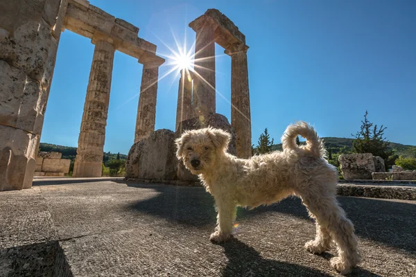 Zeus Temple dog — Φωτογραφία Αρχείου