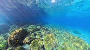 Açık mavi okyanus sularını delip geçen canlı yeşil algler ve güneş ışınlarıyla tropikal mercan resifi ekosisteminin sualtı görüntüsü Fransa 'daki Anse Dufour Martinique' de sakin bir ortam yaratıyor.