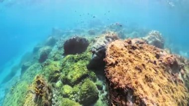 İnsan, bol mercan resifinin yakınında tropikal balıklarla su altında şnorkelle yüzüyor, deniz yaşamını keşfediyor ve Martinique 'deki Anse Dufour plajında Karayip tatilinin tadını çıkarıyor.