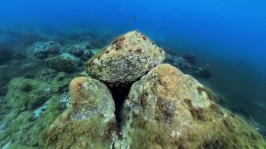 Küçük Kirpi Balığı, volkanik kayalar ve sığ deniz tabanında yüzen yeşil algler arasında yüzerek Fransa 'nın Martinique kentindeki Anse Dufour bölgesinde, Karayipler' de mavi suyun altında canlı bir deniz habitatı oluşturur.