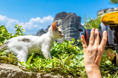 Kitten posing at Meteora Greece clipart