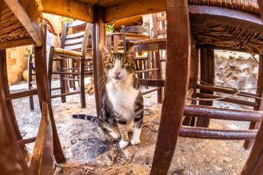 Restoran kedi