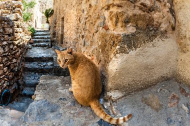 Monemvasia kırmızı kedi