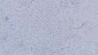 Durgun su örneğinin mikroskop görüntüsü bir biyoloji laboratuvarında yapılan bilimsel inceleme sırasında yakalanan çeşitli mikroorganizma ve bakteri popülasyonunun yoğun olduğunu ortaya koyuyor.