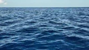 Derin mavi Karayip Denizi 'nde yüzen yunuslar Martinique kıyısı yakınlarındaki bir tatil gezisinde deniz yaban hayatına bir bakış sunuyorlar.