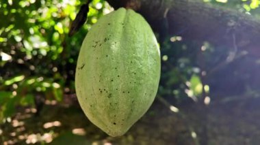 Tropikal bir Martinik çiftliğinde bir dalda büyüyen kakao kabuğu yaprakların arasında olgunlaşmamış yeşil meyve, çikolata hasadı gelişimi ve tarım detaylarını vurgulayan güneş ışığı.