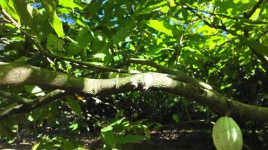 Kakao kozaları, bir Karayip plantasyonunun güneş ışığındaki bir dalında, kakao üretimi için Martinique çiftliğinde tropikal büyüme aşamalarını ve yemyeşil yaprakları gösteren olgunluk çeşitliliğindedir.