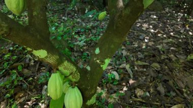 Güneş ışığı, çikolata hasadının ve tarım detaylarının büyümesini gözler önüne seriyor. Tropik bir Martinik tarlasında büyüyen kakao kabuğu ve yaprakların arasında olgunlaşmamış yeşil meyve.