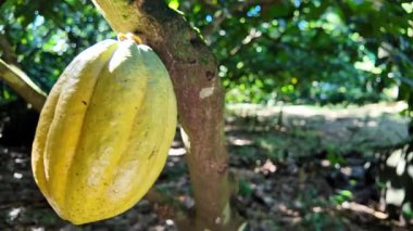 Gövdesinde büyüyen kakao kabuğu, Martinique Adası 'ndaki Karayipler' deki doğal tarımsal çikolata üretimini vurguluyor.
