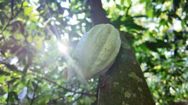 Kakao kabuğu yeşil meyvelerini bir kakao ağacının gövdesinde sergiliyor, Martinik adasının Karayipleri 'ndeki parlak güneş ışınları altında tropik bir tarla plantasyonunda yetişen tarımsal süreci gösteriyor.