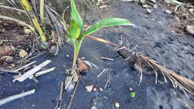 Genç Atlantik hayalet yengeci, volkanik bir plajdaki kuru yapraklar, dallar ve molozlar arasında gezinerek Karayip adası Martinique 'in vahşi yaşam ve doğal ortamını temsil ediyor. Ocypode dörtlüsü sp.