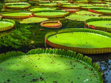 Mauritius'taki Pamplemousses