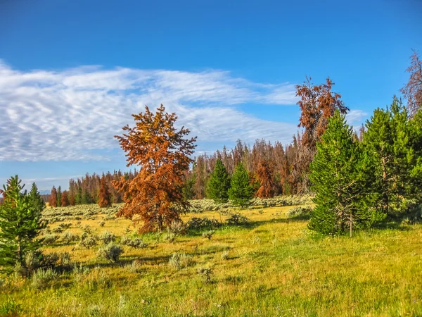 Skalbagge dödade pines — Stockfoto