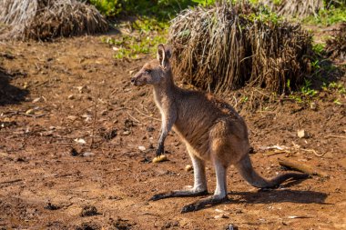 Avustralya kanguru Murramarang Milli Parkı