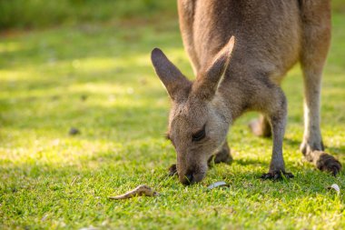 Avustralya yeme kanguru