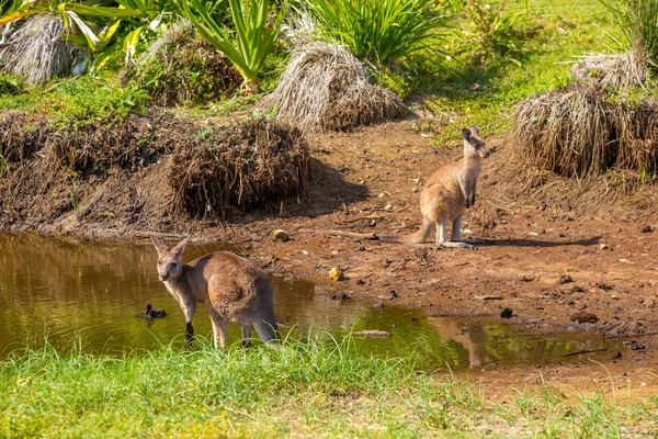 Australische kangoeroes in kiezelstranden strand — Stockfoto