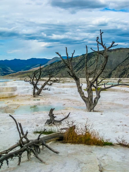 Tote Bäume bei Mammut-Thermalquellen — Stockfoto