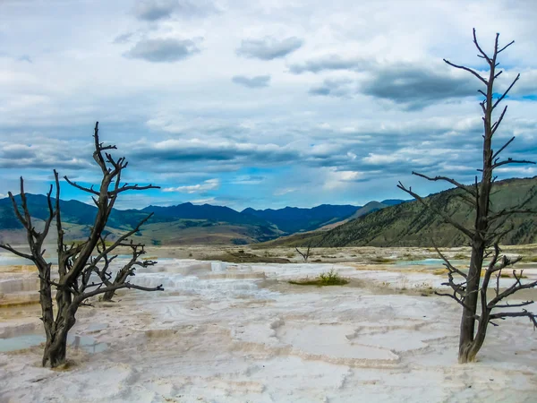 Árboles muertos de Yellowstone —  Fotos de Stock