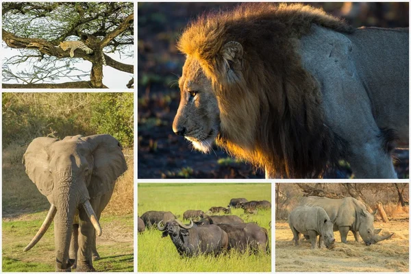 Afrikaanse grote vijf — Stockfoto