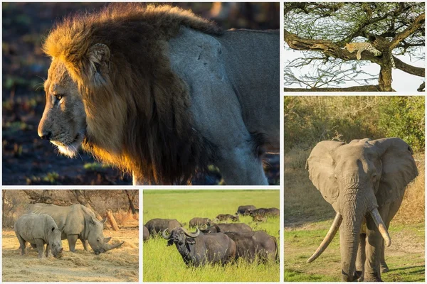 Afrikanska djur collage — Stockfoto