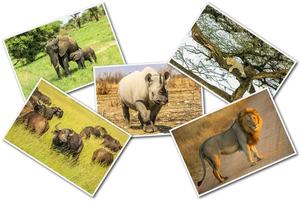 Afrikaanse dieren in het wild collage — Stockfoto