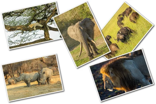 Africanos Big Five — Foto de Stock