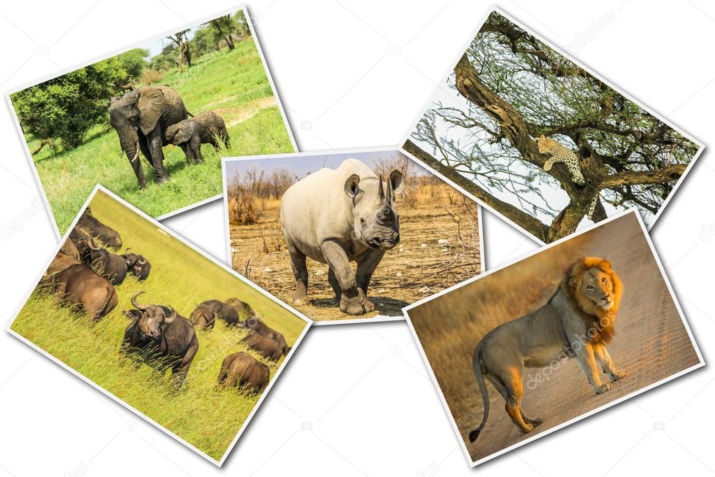 African wildlife collage