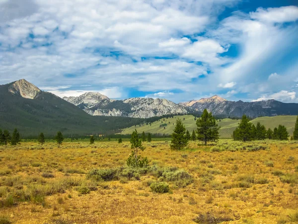 Пилкоподібні National Forest Айдахо — стокове фото